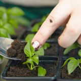 Кога да се гмуркате пипер през 2022 г.: време, благоприятни дни на лунния календар